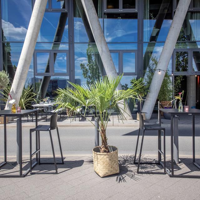 Groß - Mietpflanze, Kentia Palme