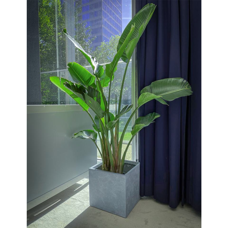 Groß - Mietpflanze, Strelitzia Augusta