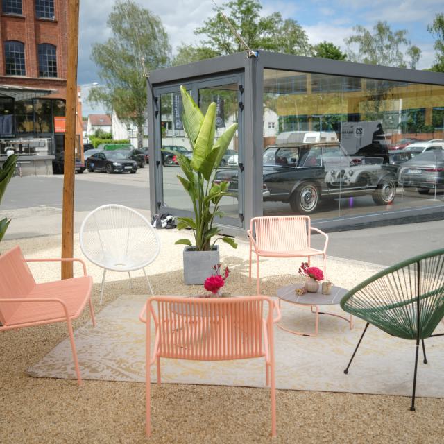 Groß - Mietpflanze, Strelitzia Augusta