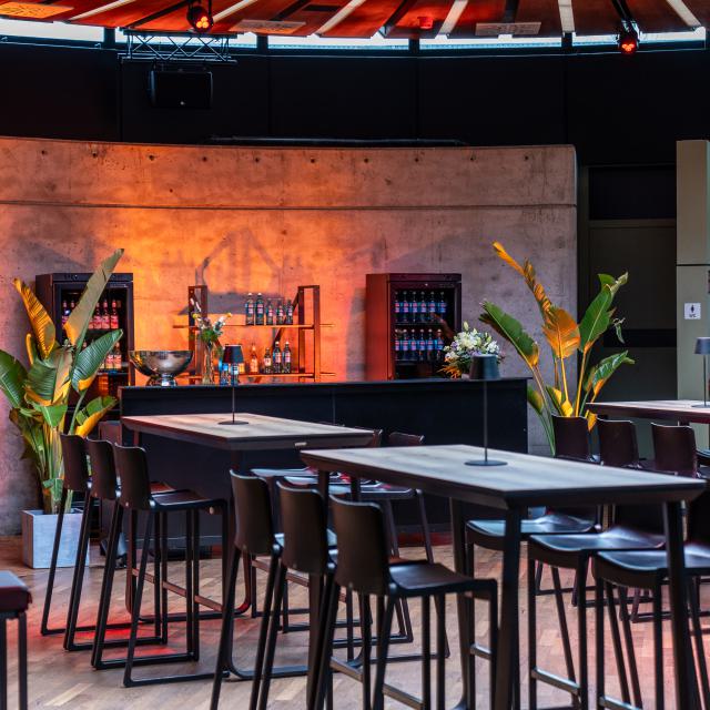 Groß - Mietpflanze, Strelitzia Augusta